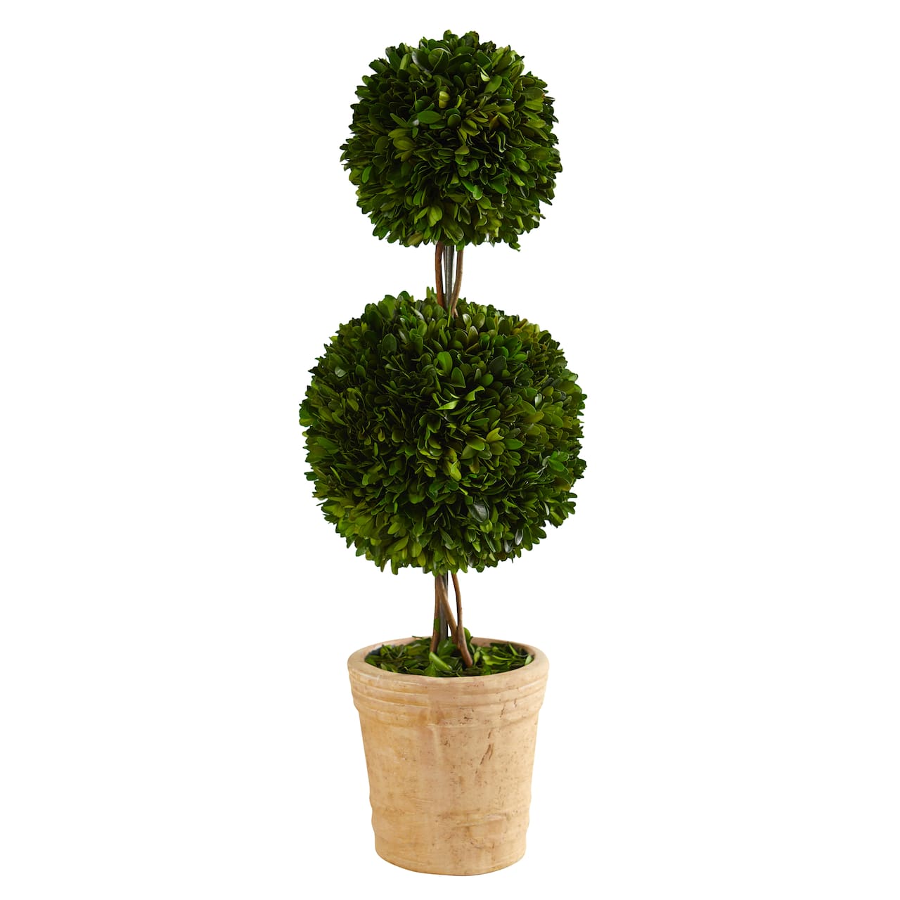 2.5ft. Boxwood Double Ball Topiary Tree in Cream Planter